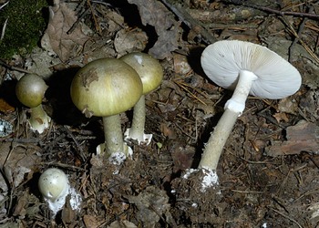 Grüner Knollenblätterpilz (Amanita phalloides) - © Heinz  Prelicz